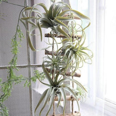 Faux Air Plant