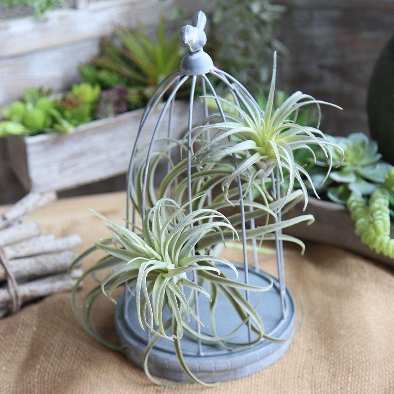 Faux Air Plant